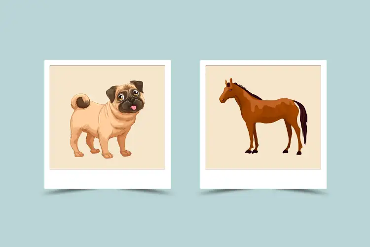 Dog and Horse Compatibility Relationship Partner Best Match