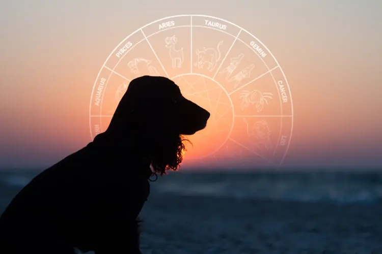 Pet Astrology : Pet’s Personality And Horoscope Based on their Zodiac Sign