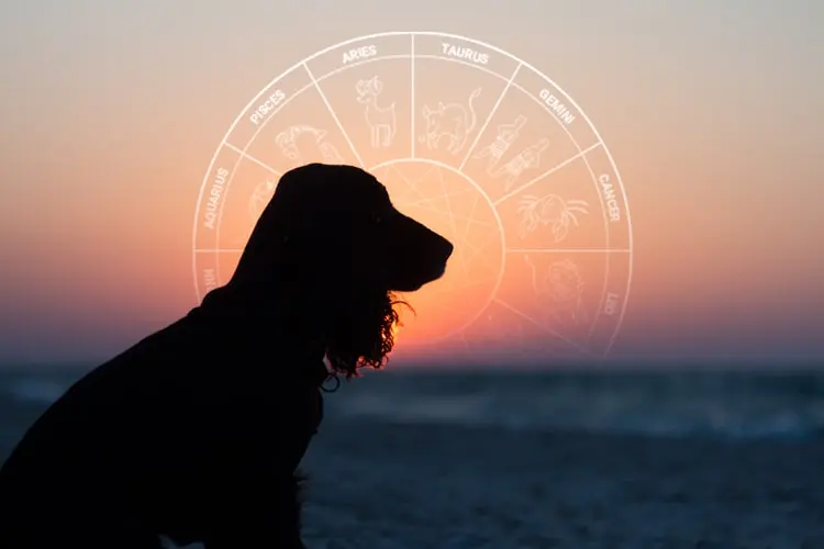 What Are Pet Horoscopes?