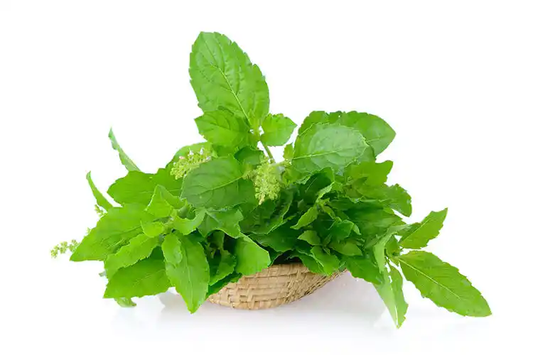 Importance and Benefits of Tulsi in Puja Vidhi and Tulsi Vivah