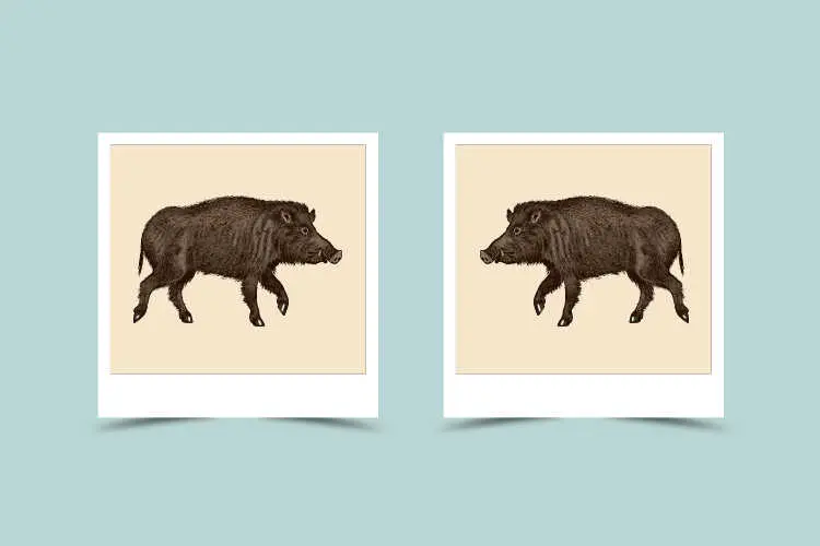 Boar-Boar Compatibility: Characteristic and Astrological match