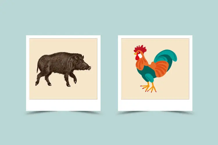 Boar and Rooster Compatibility