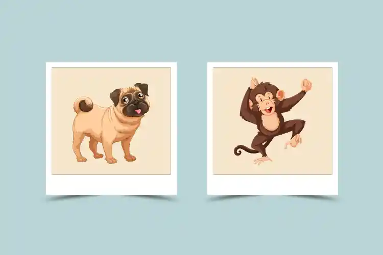 Dog And Monkey Compatibility Analysis and Personality Traits
