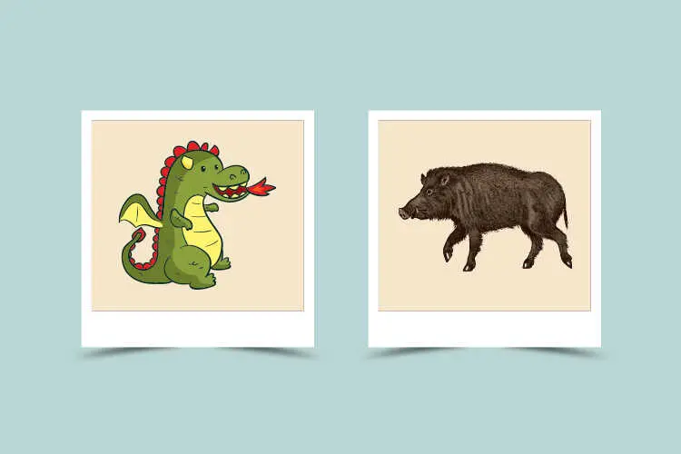 Dragon and Boar Compatibility: Characteristic and Astrological Match