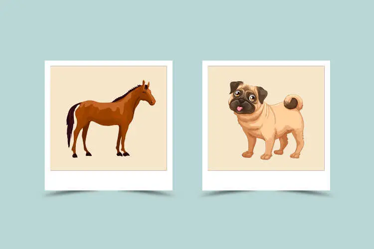 Horse and Dog Compatibility: Personality Traits, Overview and Compatibility in Love