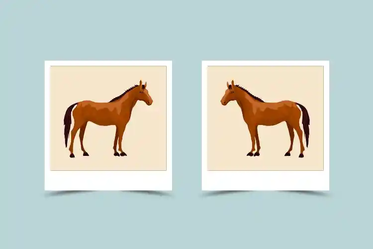 Horse and Horse Compatibility