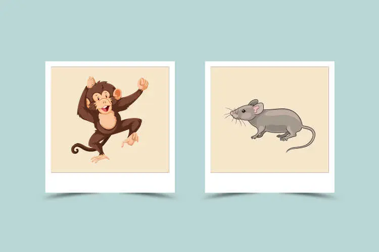 बंदर और चूहे के अनुकूलता : स्वर्ग में बनी हुई जोड़ीं