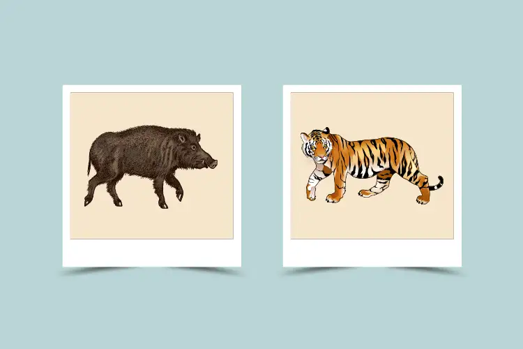 tiger vs wild boar