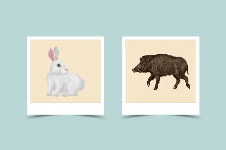 Rabbit-Boar Compatibility: Characteristic and Astrological Match