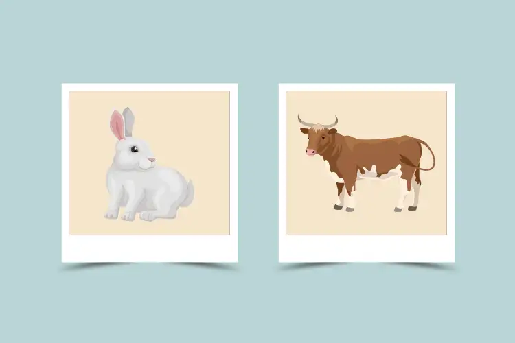 Rabbit And Ox Compatibility: Characteristic and Astrological match