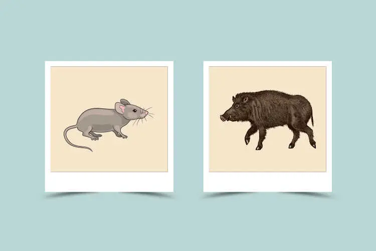 Rat-Boar Compatibility: Characteristic and Astrological Match