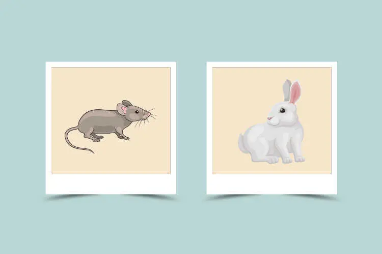 Rat and Rabbit Compatibility: Characteristic and Astrological Match