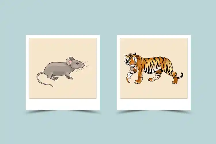 चूहा और बाघ की अनुकूलता – चूहा चीनी राशि – बाघ चीनी राशि
