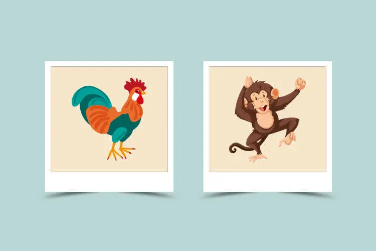 चीनी ज्योतिष: मुर्गा (Rooster) और बंदर (Monkey) राशि, कैसा रहेगा मेल