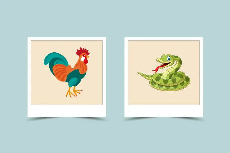 Rooster and Snake Compatibility: Characteristic and Astrological match