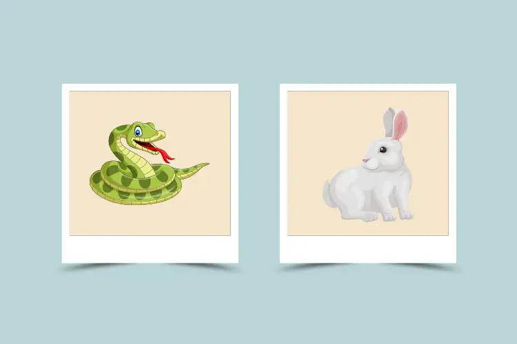 Snake and Rabbit Compatibility: Characteristic and Astrological match