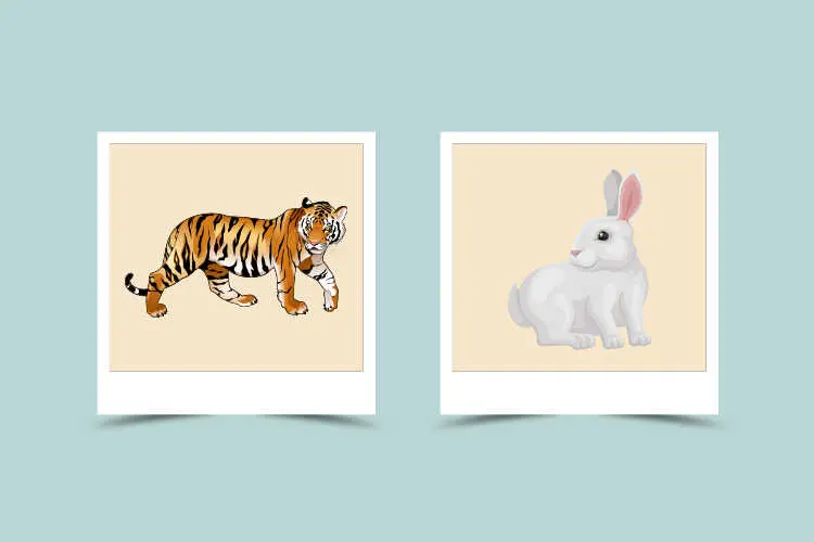 Tiger-Rabbit Compatibility: Characteristic and Astrological Match