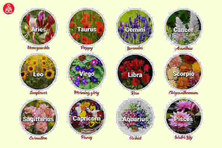 Which Flower Suits Your Personality As Per Your Zodiac Sign