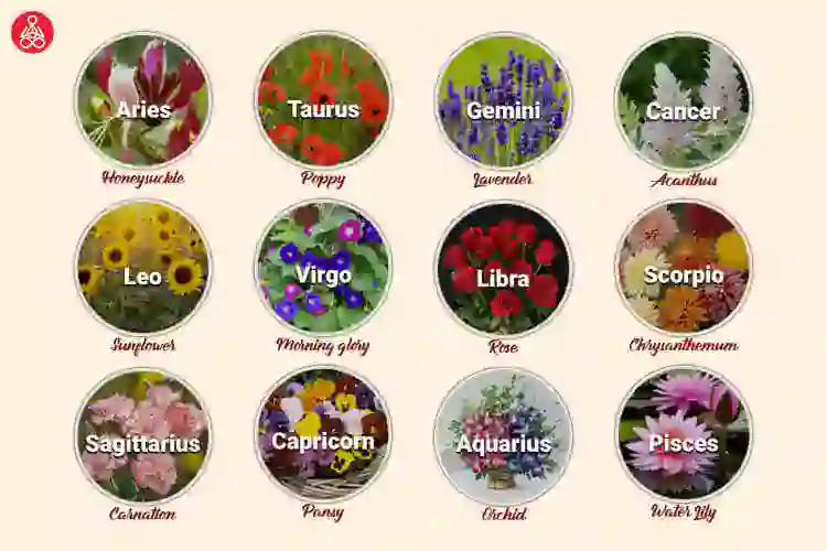 Flower Astrology Astrological Guide on Zodiac Flowers