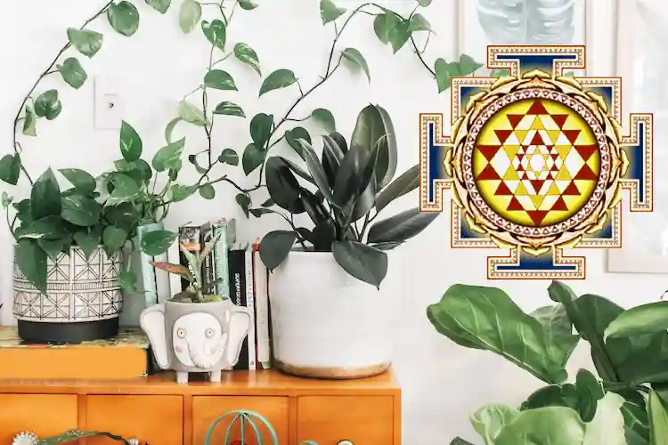 Vastu for Plants: Aesthetics And Eye Pleasing Attraction of Your House